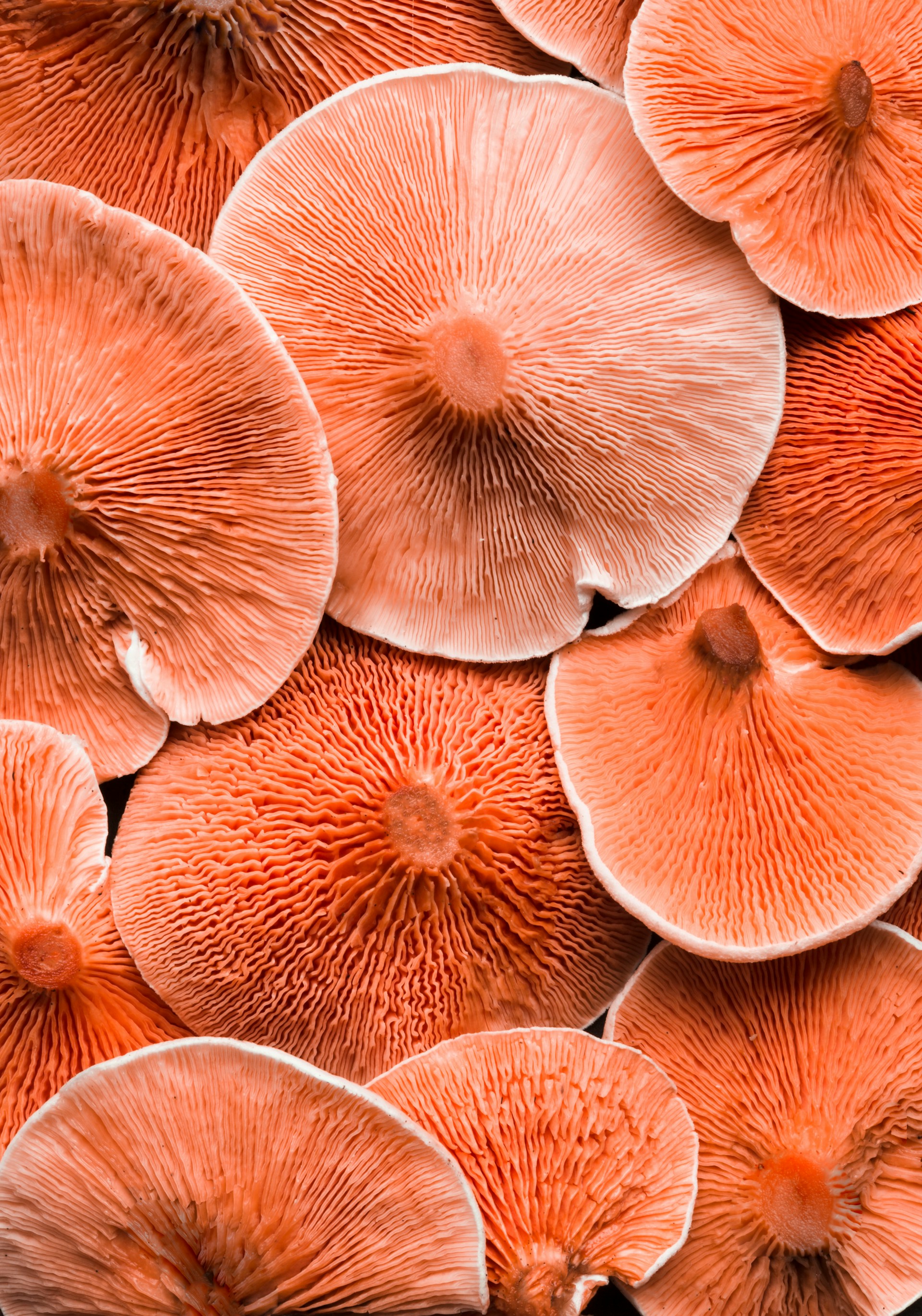 AI-written mushroom foraging guides sold on Amazon gave dangerous advice under fake authors, and experts warned they could get someone killed